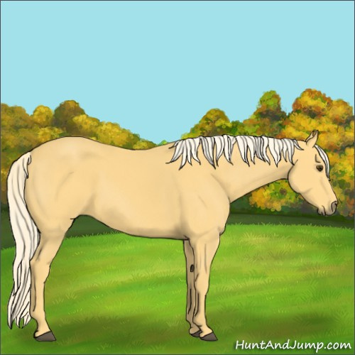 Horse Color:Palomino 