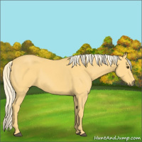 Horse Color:Palomino 