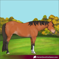 Horse Color:Bay 