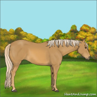 Horse Color:Palomino 