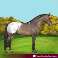 Horse Color:Brown Dun Appaloosa 