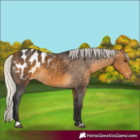 Horse Color:Silver Buckskin Appaloosa 