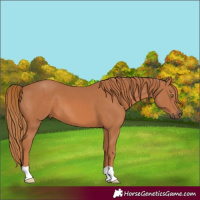 Horse Color:Chestnut 