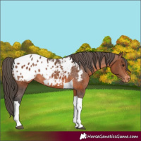 Horse Color:Brown Tobiano Appaloosa Rabicano 