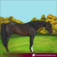 Horse Color:Brown Sabino Rabicano 