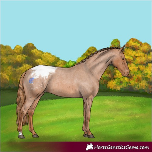 Horse Color:Red Roan Appaloosa 