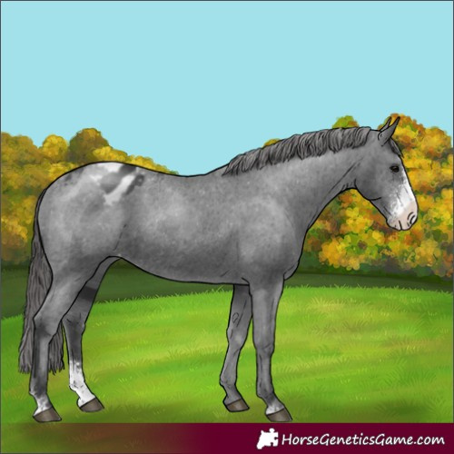 Horse Color:Black Sabino Varnish Rabicano