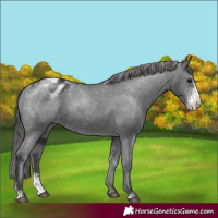 Horse Color:Black Sabino Appaloosa Rabicano