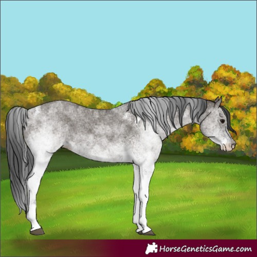 Horse Color:White Spotted Grullo Tobiano 