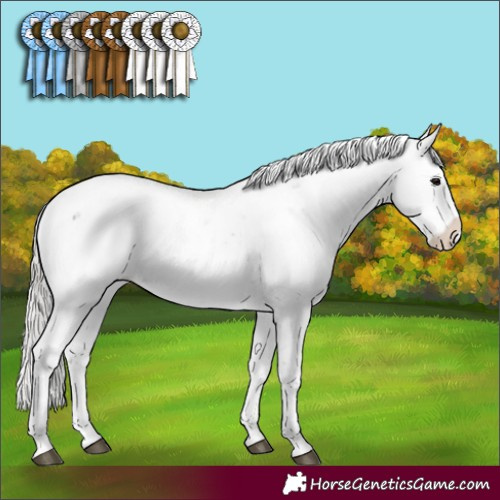 Horse Color:Silver Black Sabino Appaloosa Rabicano