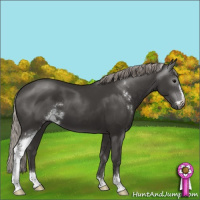 Horse Color:Gray Silver Black Sabino 