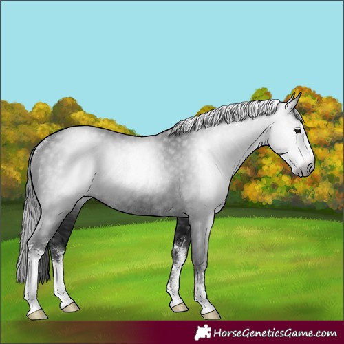 Horse Color:Gray Black Sabino Rabicano 