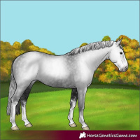 Horse Color:Gray Black Sabino Rabicano 