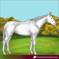Horse Color:Silver Black Sabino Rabicano 