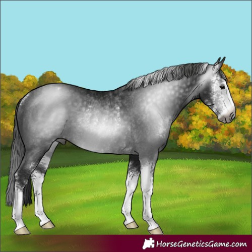 Horse Color:Gray Black Sabino Varnish Rabicano