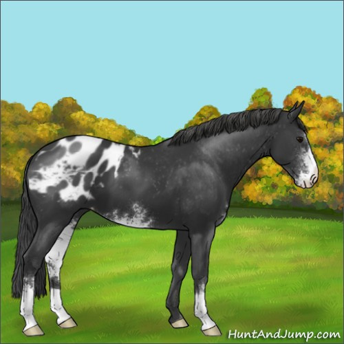 Horse Color:Black Sabino Appaloosa 
