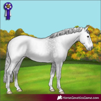 Horse Color:Gray Black Sabino Appaloosa