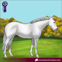 Horse Color:Gray Black Sabino Varnish 