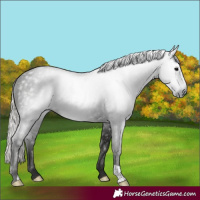 Horse Color:Gray Silver Black 