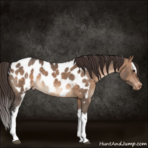 Horse Color:White Spotted Brown Dun Sabino Appaloosa 