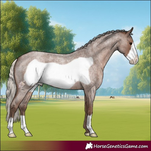 Horse Color:Silver Blue Roan Frame 