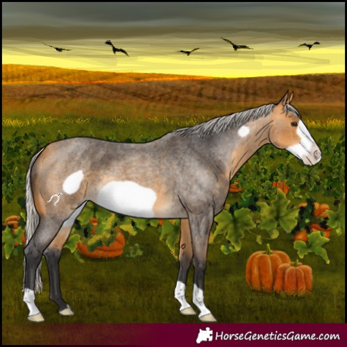 Horse Color:Silver Buckskin Roan Frame 
