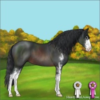 Horse Color:Brown Sabino 