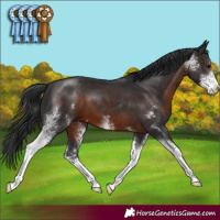 Horse Color:Brown Sabino