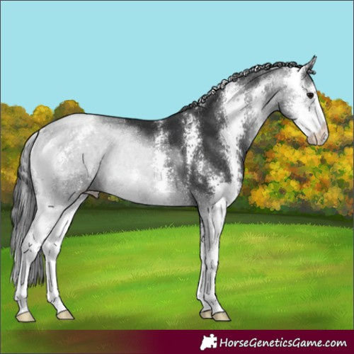 Horse Color:Black Sabino 