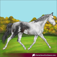 Horse Color:Brown Sabino