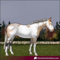 Horse Color:Silver Buckskin Roan Frame 