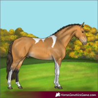Horse Color:Buckskin Tobiano
