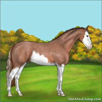 Horse Color:Red Roan Splash 
