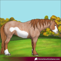Horse Color:Red Roan Frame 
