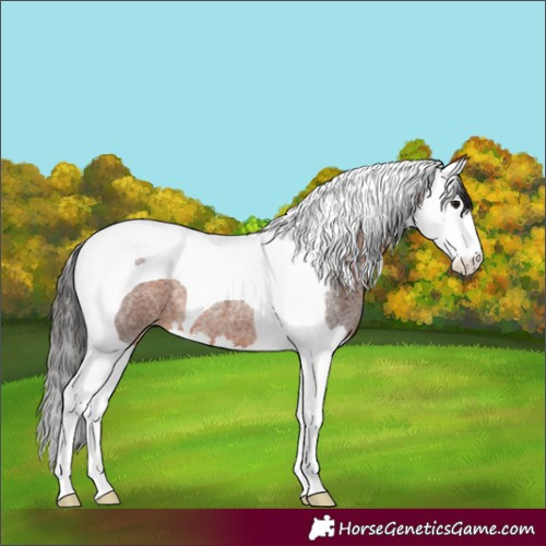 Horse Color:Brown Roan Splash Tobiano 