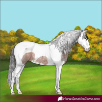 Horse Color:Brown Roan Splash Tobiano 