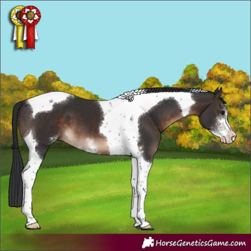 Horse Color:Brown Sabino Tobiano 