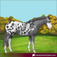 Horse Color:Smoky Black Sabino Appaloosa Rabicano 