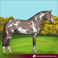 Horse Color:White Spotted Chocolate Grullo 