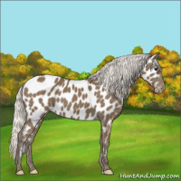 Horse Color:Silver Smoky Black Appaloosa 