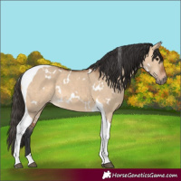 Horse Color:White Spotted Bay Dun Tobiano 
