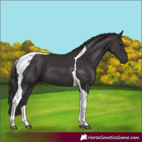 Horse Color:Smoky Black Tobiano