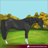 Horse Color:Black 