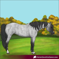 Horse Color:Blue Roan Rabicano 