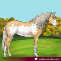Horse Color:Palomino Dun Frame