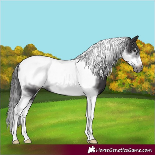 Horse Color:Smoky Black Tobiano Frame 