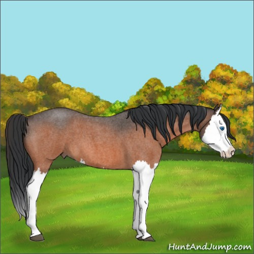 Horse Color:Unknown 