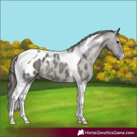 Horse Color:Grullo Tobiano Appaloosa
