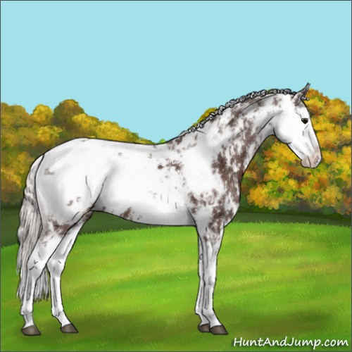 Horse Color:Silver Brown Sabino Appaloosa 