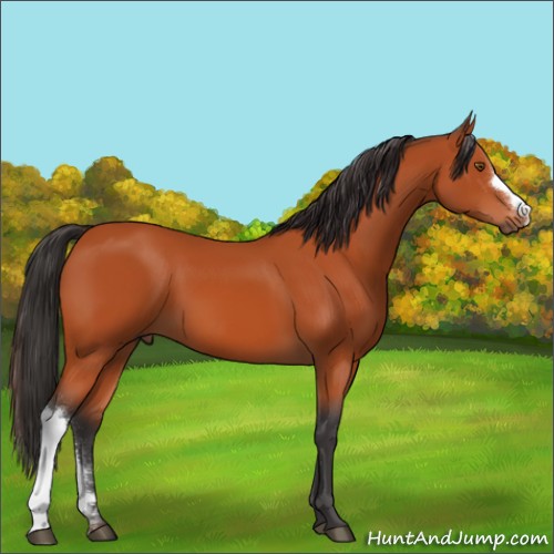 Horse Color:Bay 